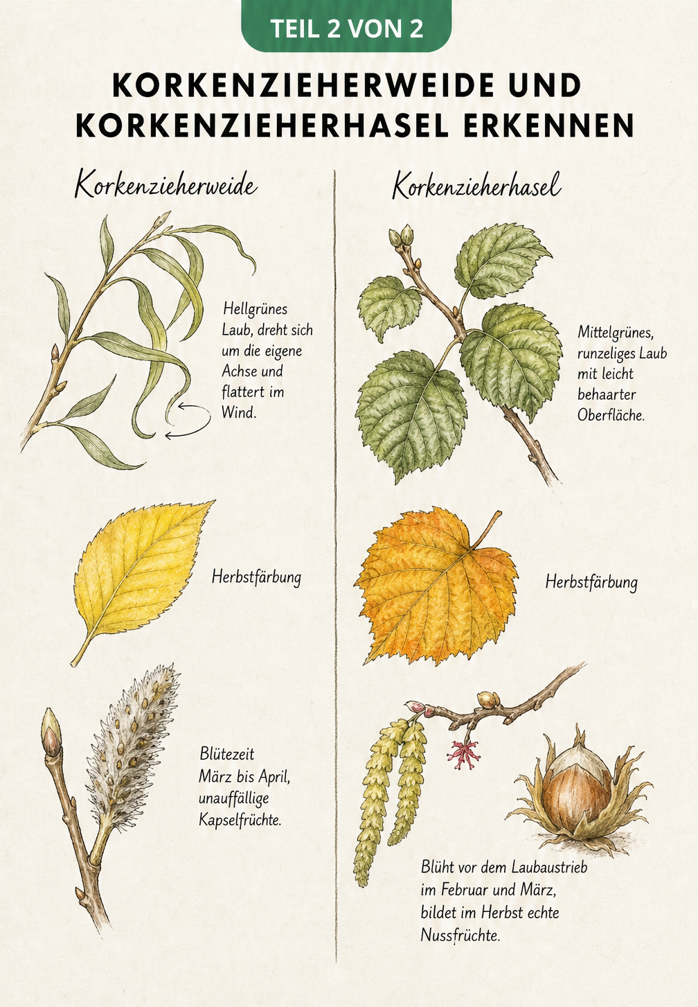 Botanische Illustration der Blätter, Blüten und Früchte von Korkenzieherweide und Korkenzieherhasel im Vergleich