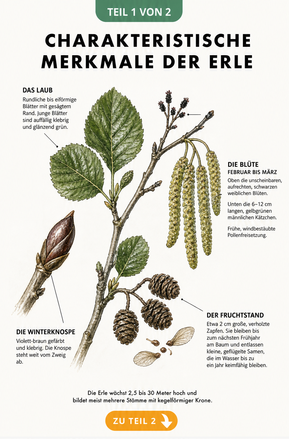 Botanische Illustration eines Erlenzweigs mit Blättern, männlichen und weiblichen Blüten, Zapfen und Winterknospe