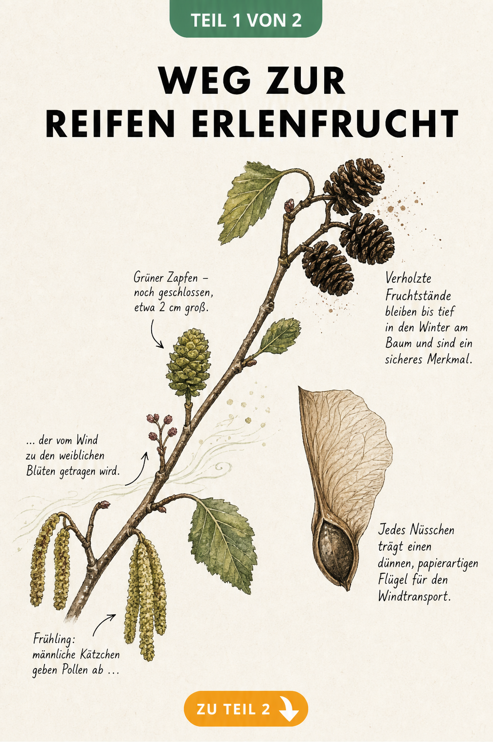 Botanische Illustration eines Erlenzweigs, der die Entwicklung der Erlenfrucht vom Kätzchen über den grünen Zapfen bis zum verholzten schwarzen Winterzapfen...