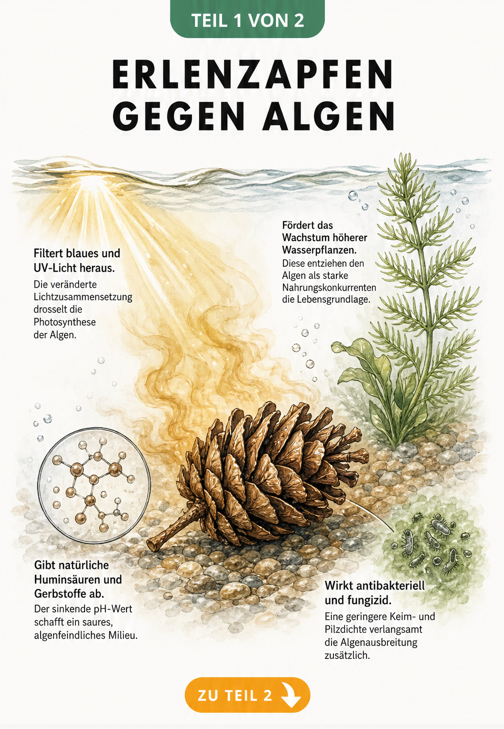 Illustration eines Erlenzapfens im Aquarium, der Huminsäuren abgibt und das Wasser leicht bernsteinfarben färbt.