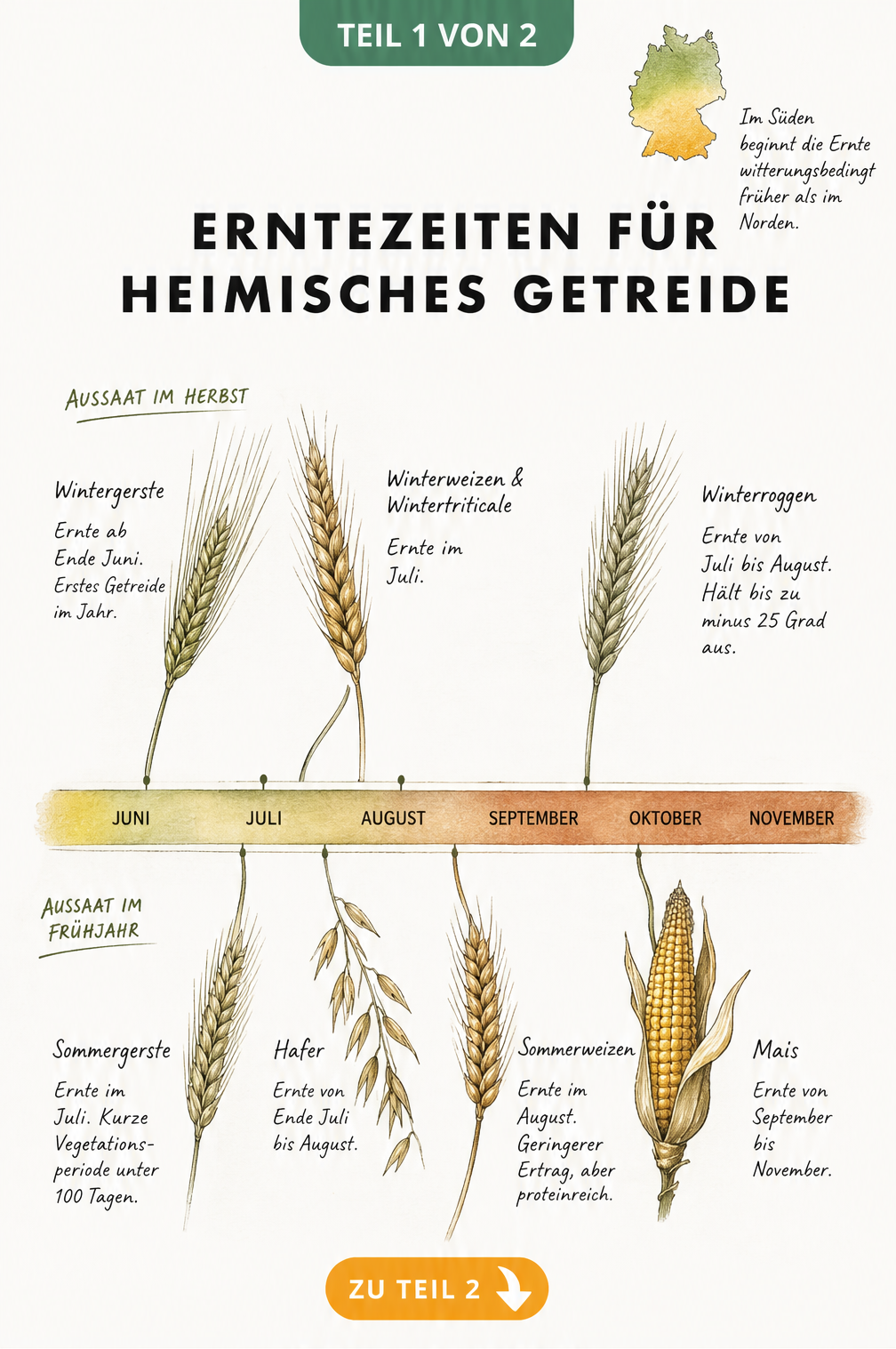 Botanischer Erntekalender für heimisches Getreide mit Zeitstrahl von Juni bis November