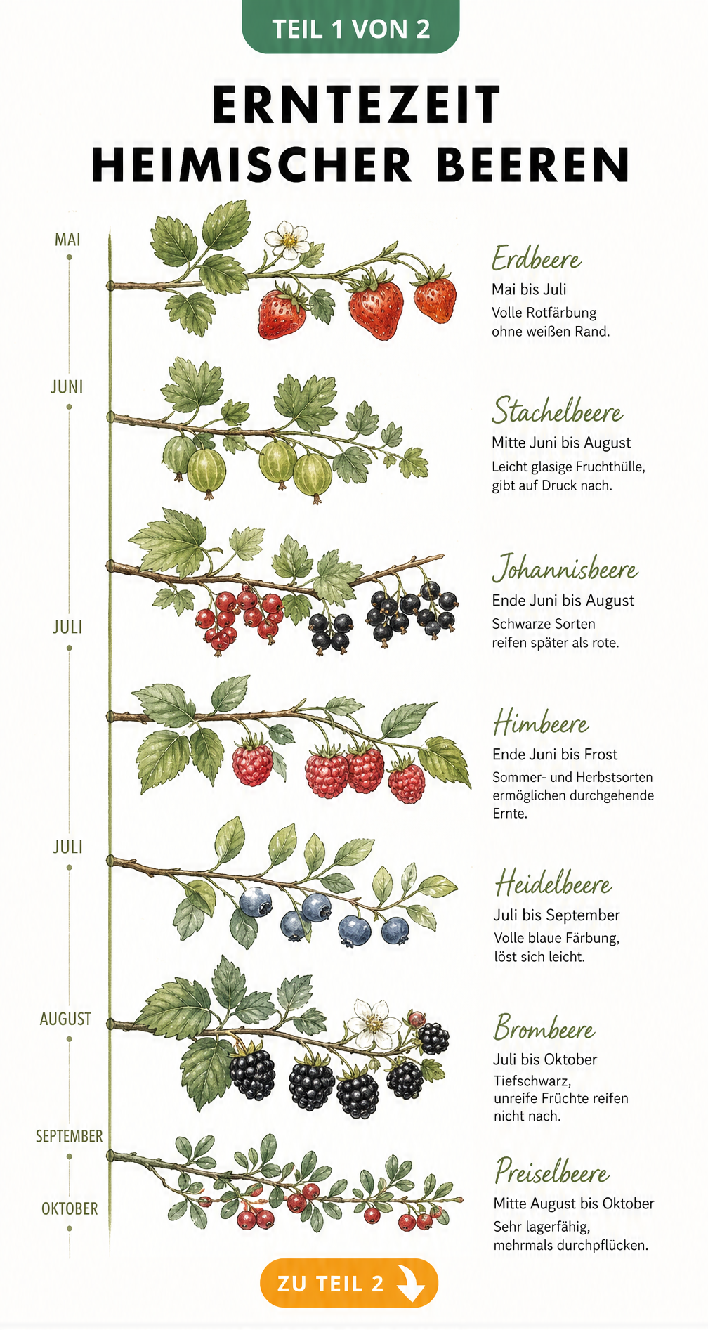 Erntekalender für heimische Beeren von Mai bis Oktober mit Reife-Indikatoren für Erdbeeren, Stachelbeeren, Johannisbeeren, Himbeeren, Heidelbeeren, Brombeeren...