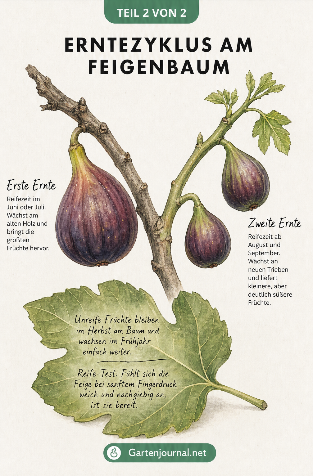 Illustration eines Feigenastes mit reifen Früchten am alten Holz und kleineren Feigen am neuen Trieb