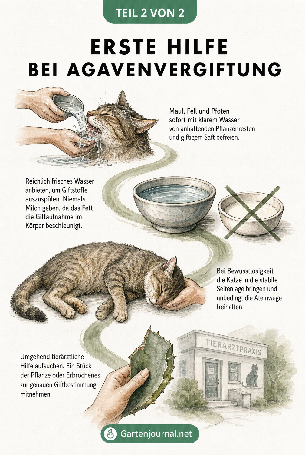 Illustration von Erste-Hilfe-Maßnahmen bei einer Agavenvergiftung bei Katzen, inklusive Reinigung, Wasser geben und Tierarztbesuch.