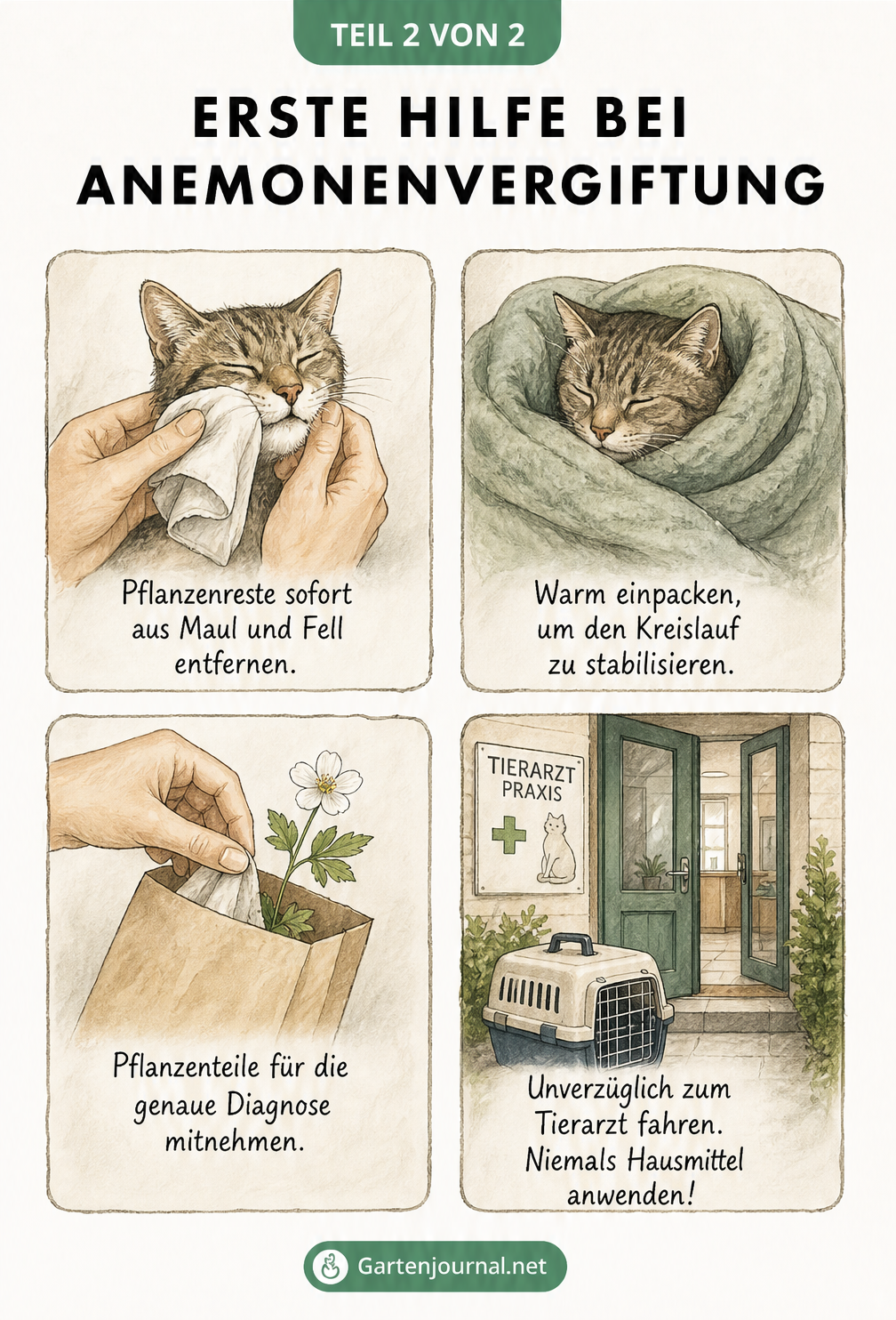 Vier Schritte zur Ersten Hilfe bei einer Anemonenvergiftung bei Katzen: Pflanzenreste entfernen, Katze wärmen, Pflanzenteile sichern und zum Tierarzt fahren