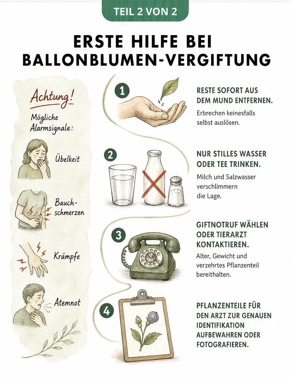 Schritt-für-Schritt-Anleitung zur Ersten Hilfe bei einer Vergiftung durch die Ballonblume
