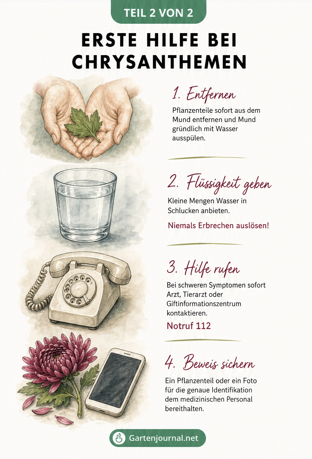 Illustration zur Ersten Hilfe bei Chrysanthemen-Vergiftung: Pflanzenteile ausspucken, Wasser trinken, kein Erbrechen auslösen, Notruf wählen und Pflanze zur...