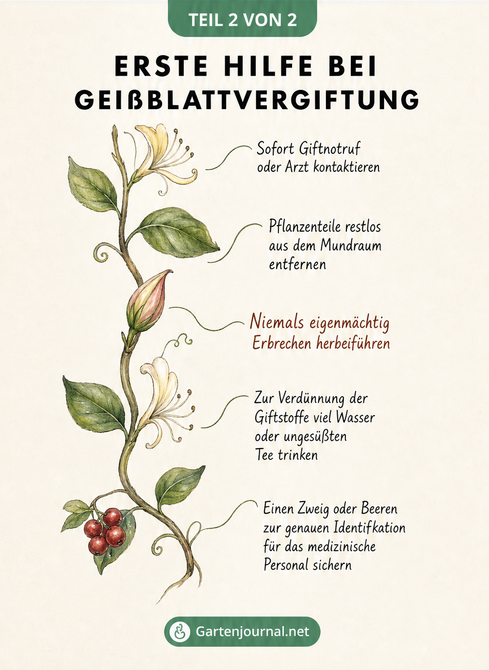 Gezeichnete Geißblatt-Ranke als Zeitstrahl mit Erste-Hilfe-Maßnahmen bei einer Vergiftung