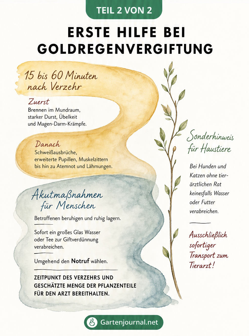 Aquarell-Grafik mit Handlungsanweisungen und Symptomen bei einer Goldregenvergiftung, unterteilt in Zeitfenster und Akutmaßnahmen.