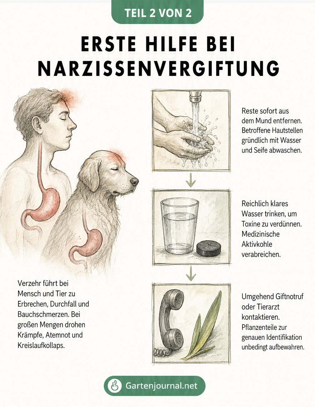Illustration zur Ersten Hilfe bei Narzissenvergiftung mit Symptomen bei Mensch und Tier sowie Handlungsschritten