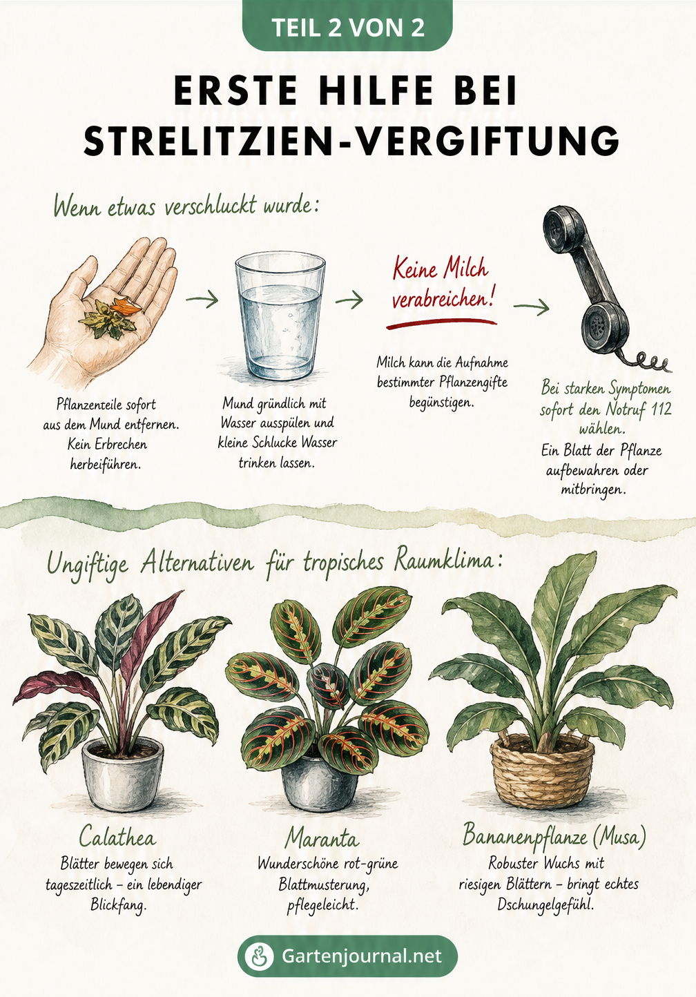 Aquarell-Illustration mit Erste-Hilfe-Tipps bei Strelitzien-Vergiftung und ungiftigen Pflanzen-Alternativen wie Calathea und Maranta