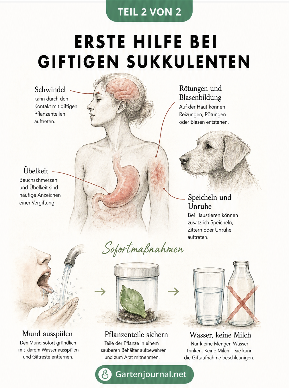 Illustration zur Ersten Hilfe bei Sukkulenten-Vergiftung mit Symptomen und Sofortmaßnahmen