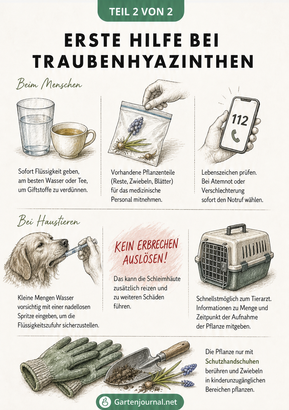 Handlungsleitfaden zur Ersten Hilfe bei Vergiftungen durch Traubenhyazinthen für Menschen und Haustiere