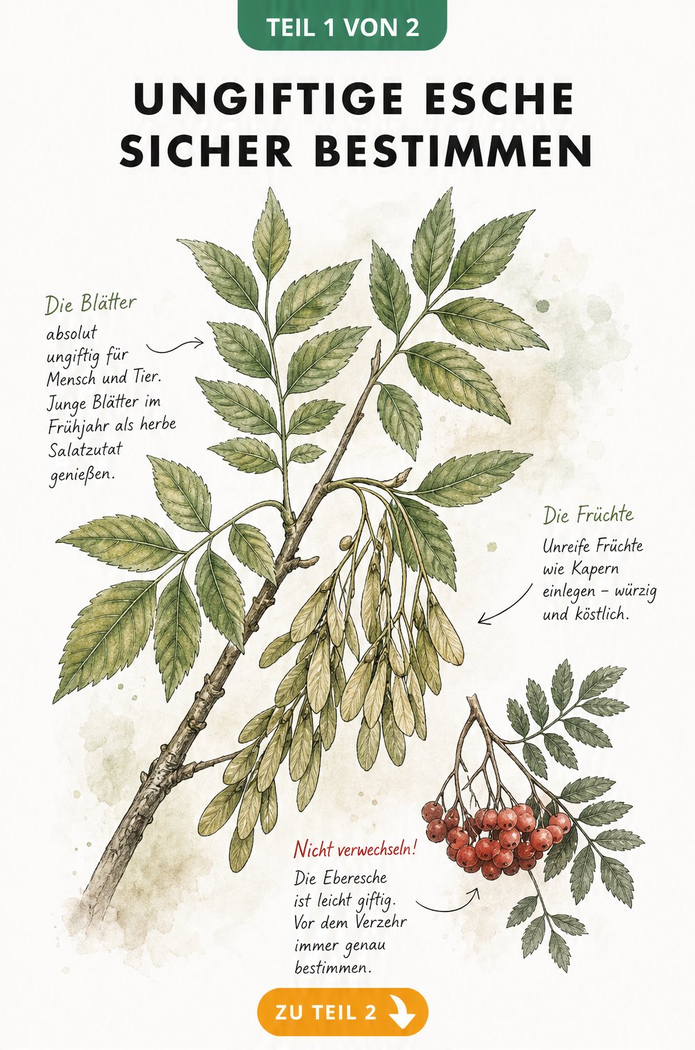 Botanische Illustration eines Eschenzweigs mit Blättern und Früchten sowie einem kleinen Ebereschenzweig zum Vergleich