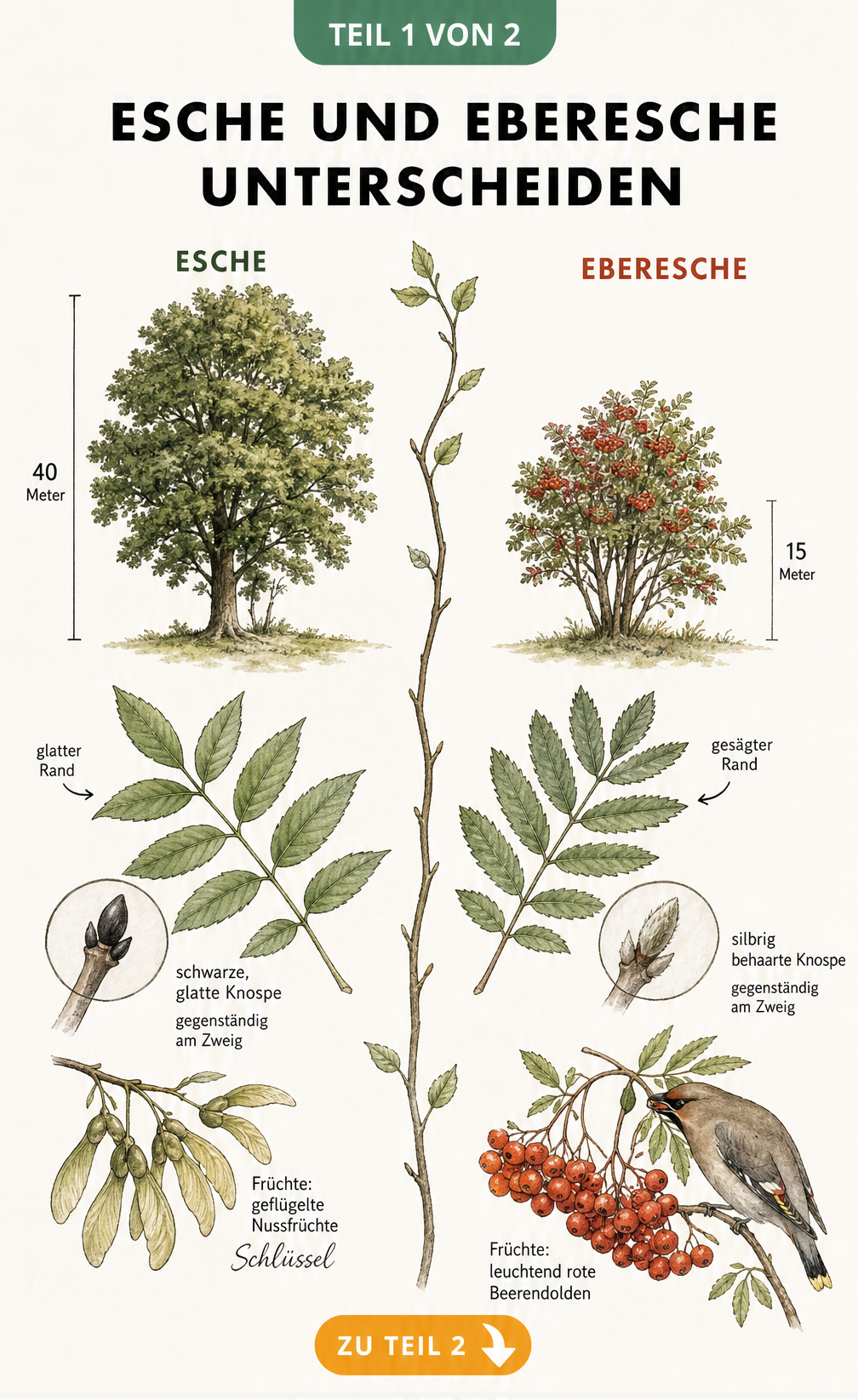 Botanische Lehrtafel zum Unterschied zwischen Esche und Eberesche mit Blättern, Knospen und Früchten