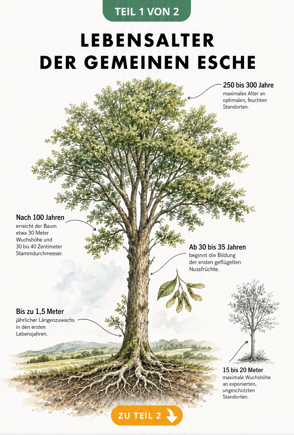 Botanische Illustration einer Esche, die das Wachstum und Alter in verschiedenen Phasen von der Wurzel bis zur Krone zeigt.