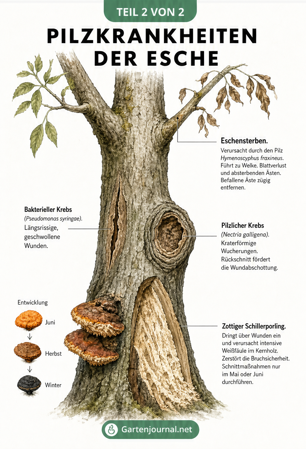 Illustration eines Eschenstamms mit Schadbildern von Eschensterben, Eschenkrebs und Zottigem Schillerporling