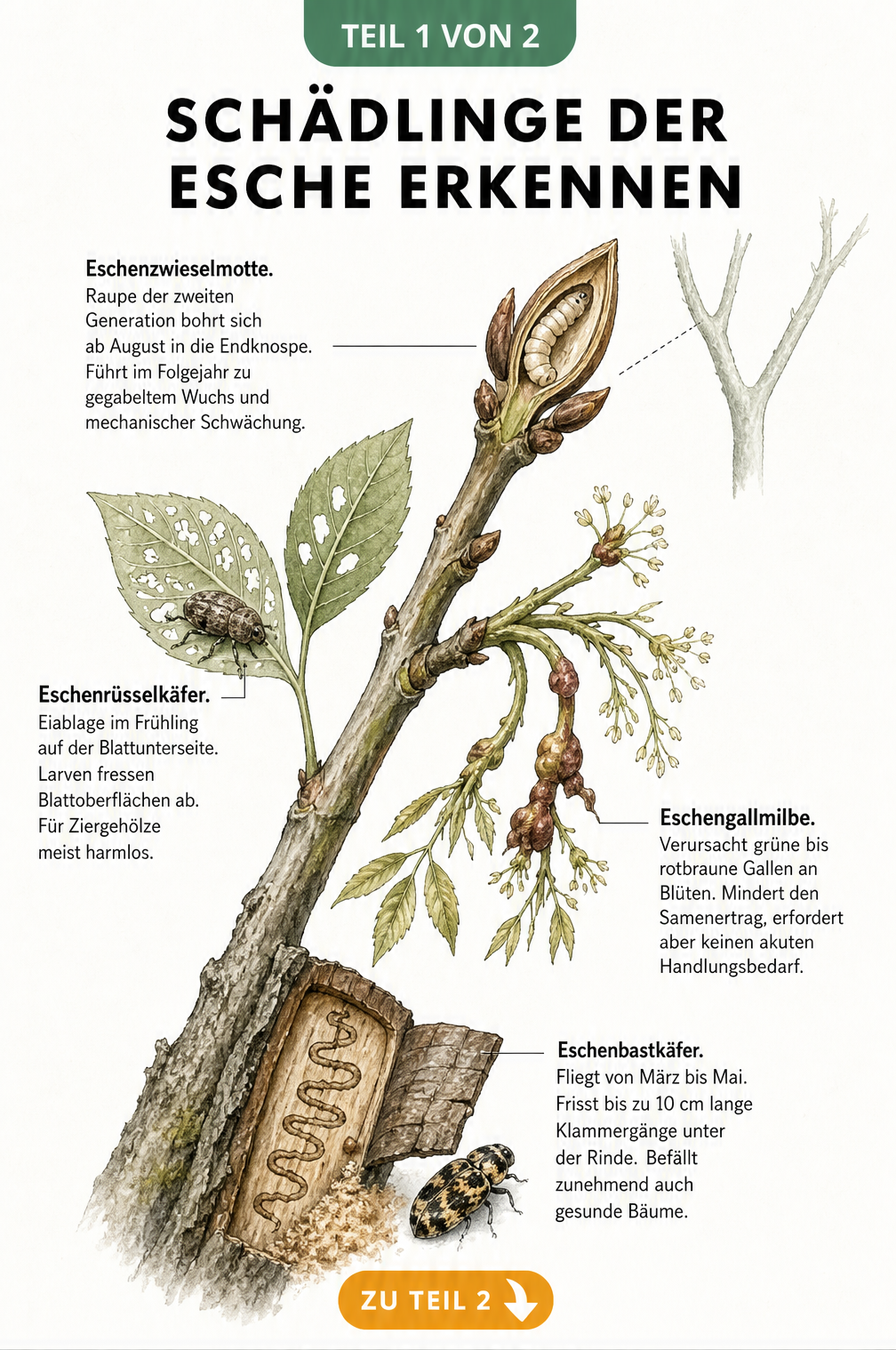 Illustration eines Eschenzweigs mit Schadbildern von Eschenzwieselmotte, Eschenrüsselkäfer, Eschengallmilbe und Eschenbastkäfer