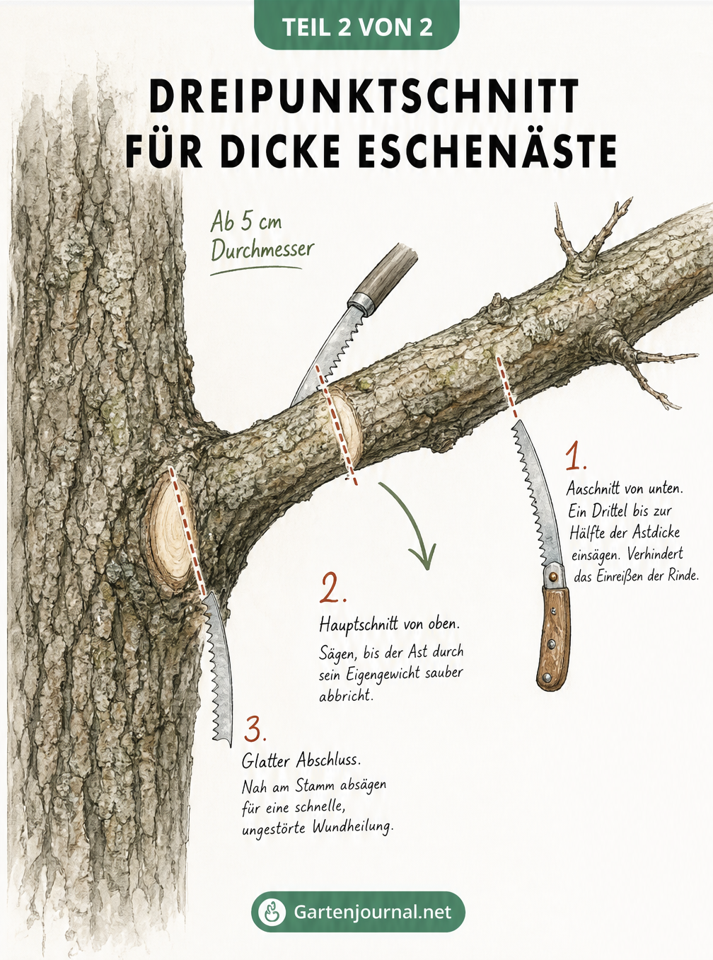 Detaillierte Illustration des Dreipunktschnitts an einem dicken Eschenast, der in drei Phasen abgesägt wird.