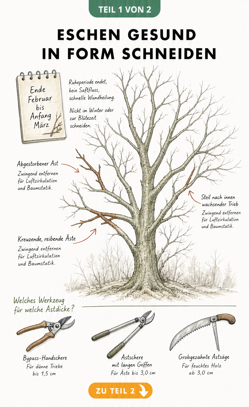 Botanische Illustration einer Esche im späten Winter mit Markierungen für den richtigen Schnittzeitpunkt und Problemstellen wie kreuzende Äste.