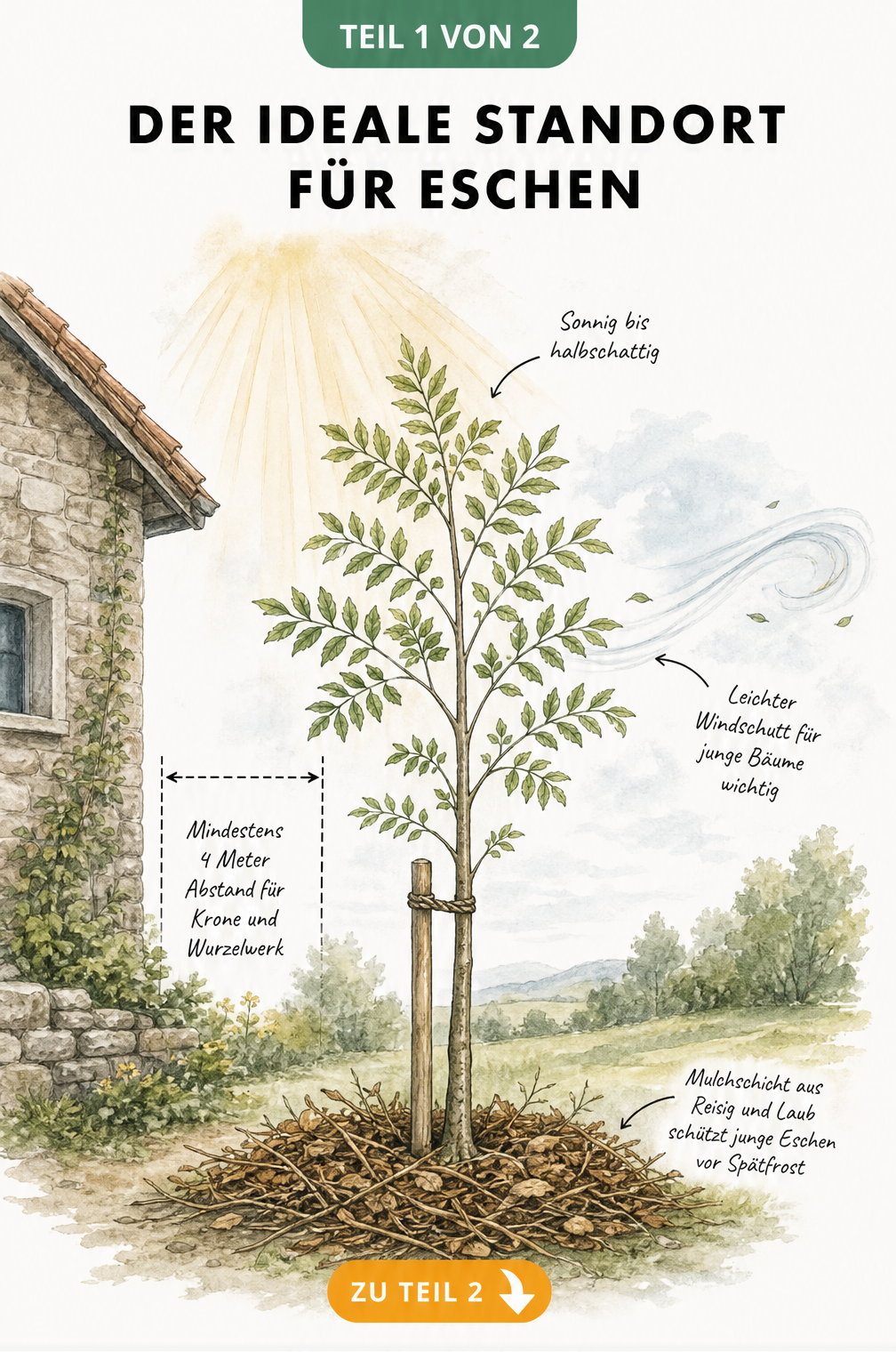 Handgezeichnete Illustration einer jungen Esche mit Maßlinie für 4 Meter Abstand, Hinweisen zu Lichtverhältnissen, Windschutz und Mulchschicht.