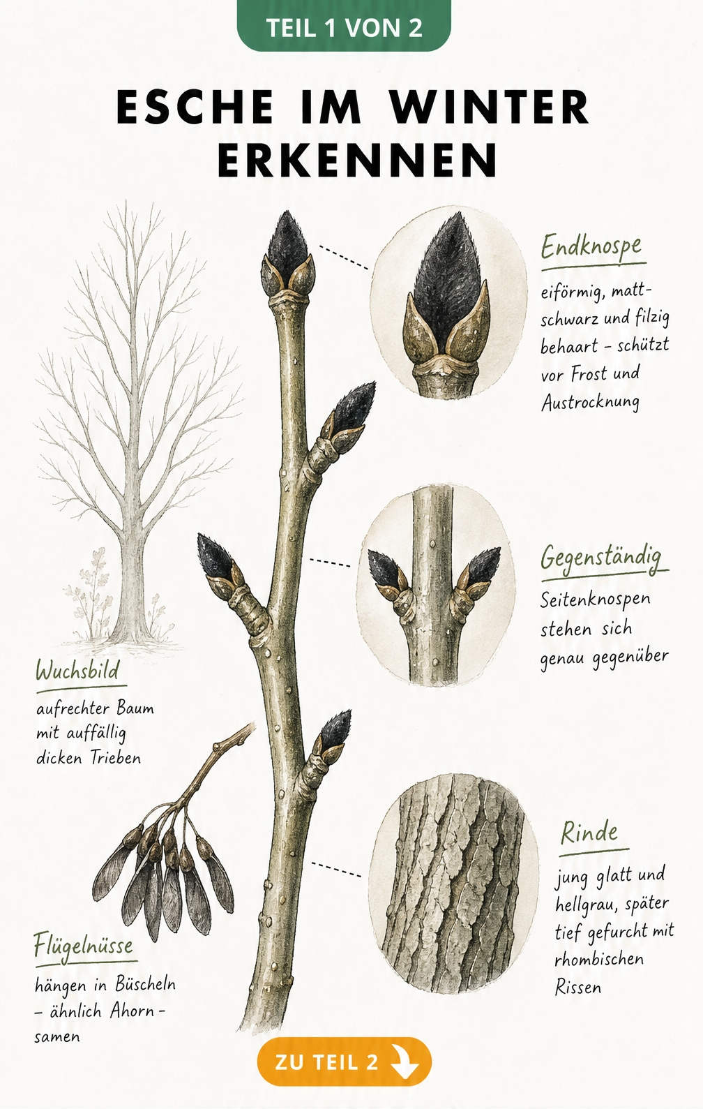 Botanische Illustration eines Eschenzweigs im Winter mit Detailansichten von Knospen, Rinde und Samen