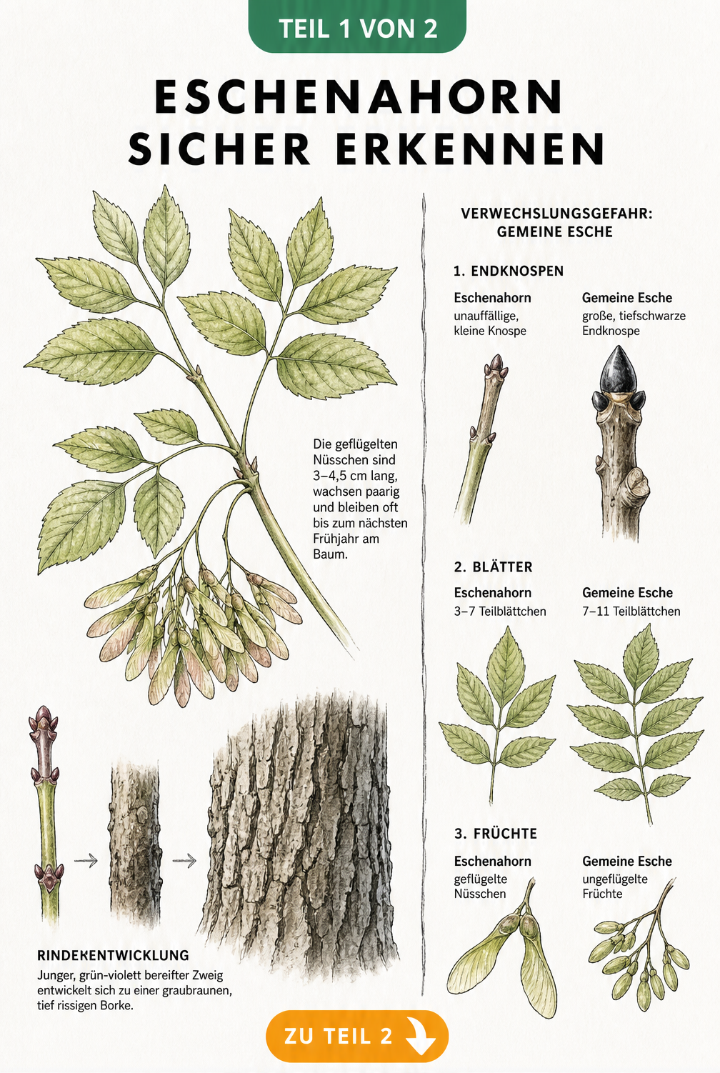 Botanische Zeichnung des Eschenahorns mit Blättern, Früchten, Rindenentwicklung und Unterschieden zur Gemeinen Esche