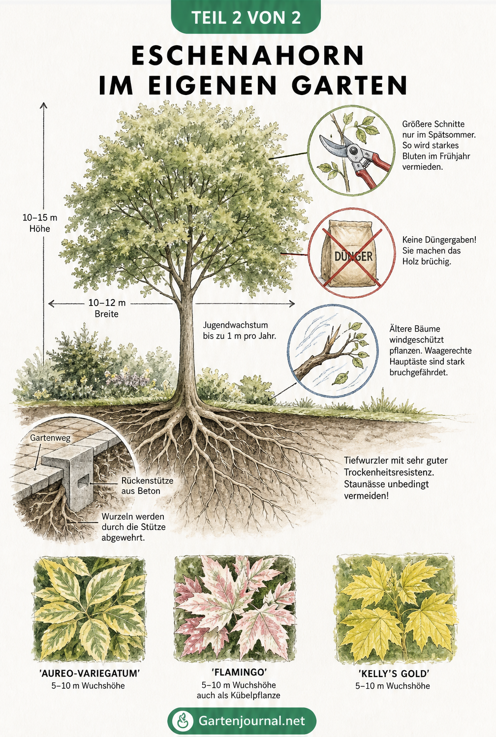 Querschnitt eines Eschenahorns im Garten mit Wurzeln, Krone, Pflegetipps und beliebten Zuchtsorten