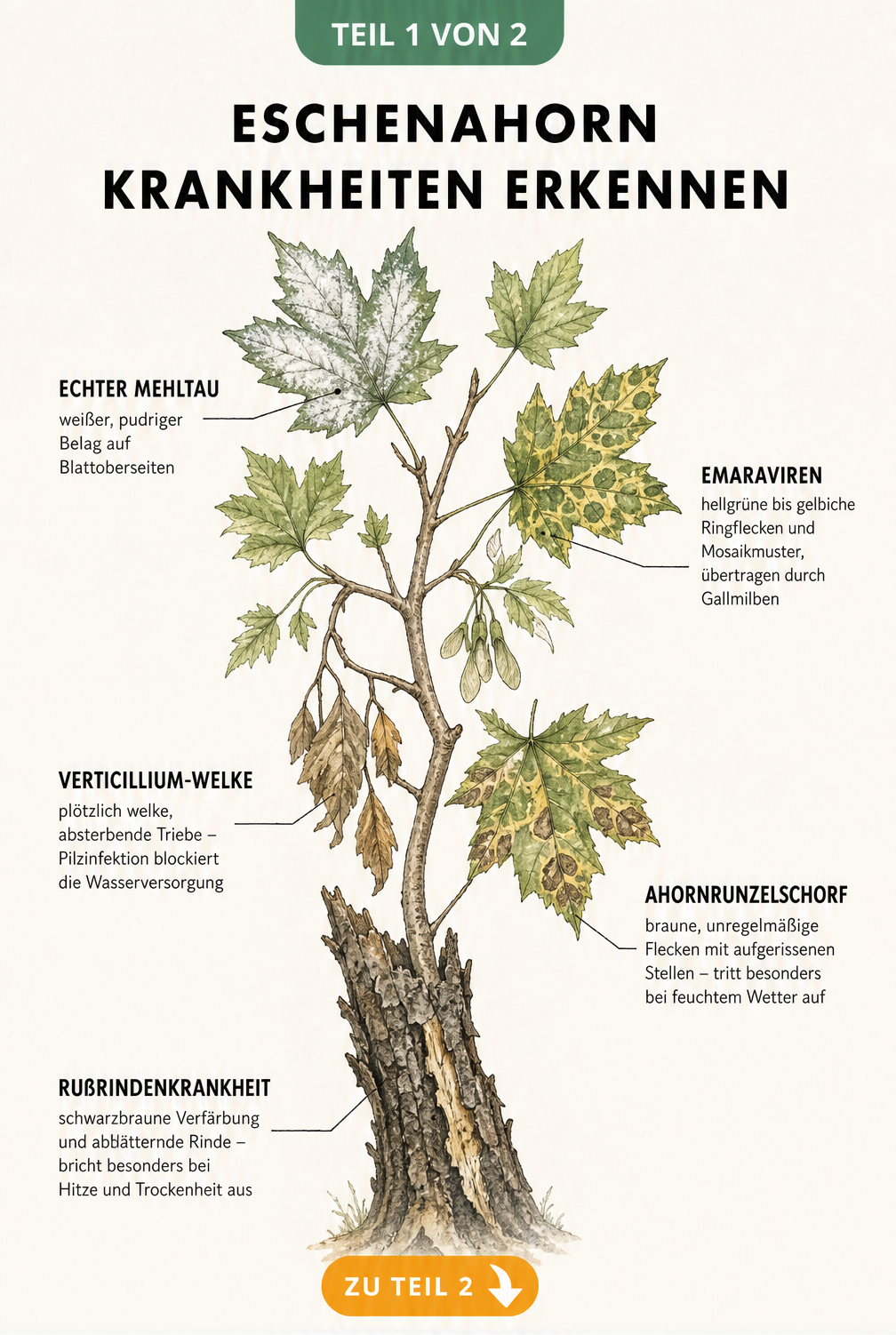 Botanische Illustration eines Eschenahorn-Zweiges mit Symptomen von Mehltau, Emaraviren, Verticillium-Welke, Ahornrunzelschorf und Rußrindenkrankheit.