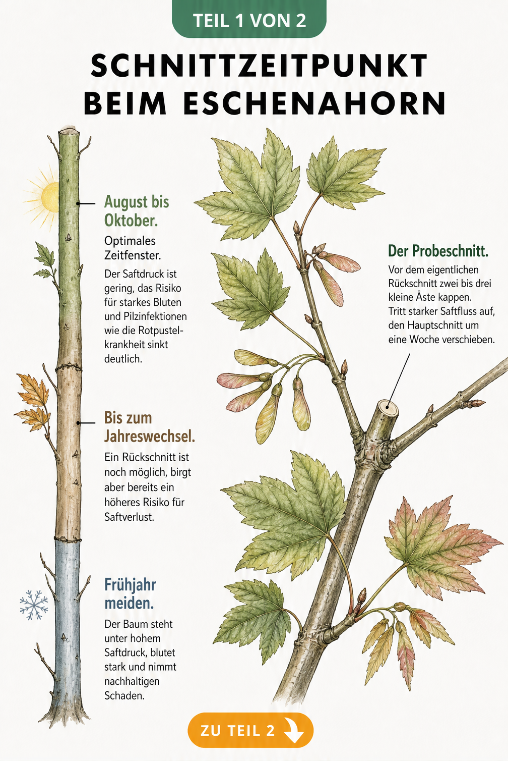 Botanische Illustration eines Eschenahorn-Zweiges mit Zeitstrahl für den optimalen Schnittzeitpunkt im Spätsommer