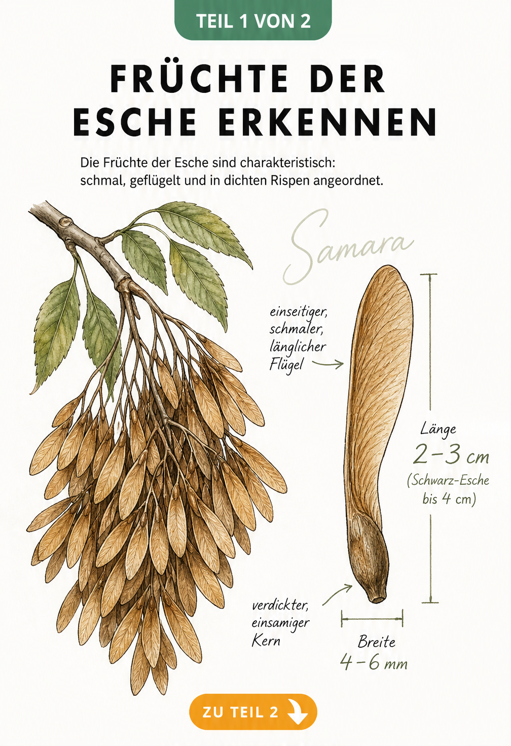 Botanische Zeichnung einer Eschenfrucht mit Maßangaben und Aufbau