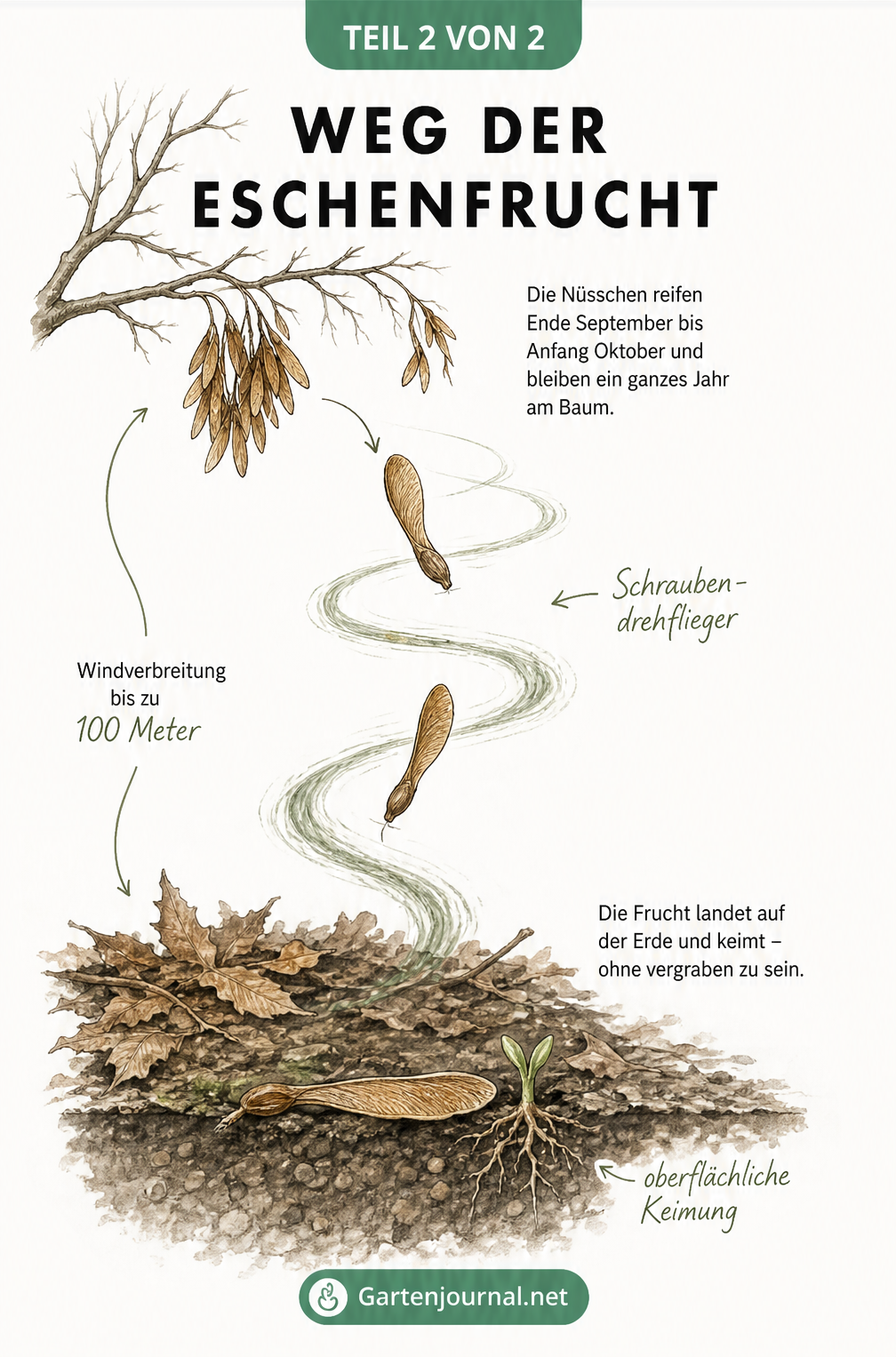 Illustration der Verbreitung und Keimung von Eschenfrüchten durch den Wind