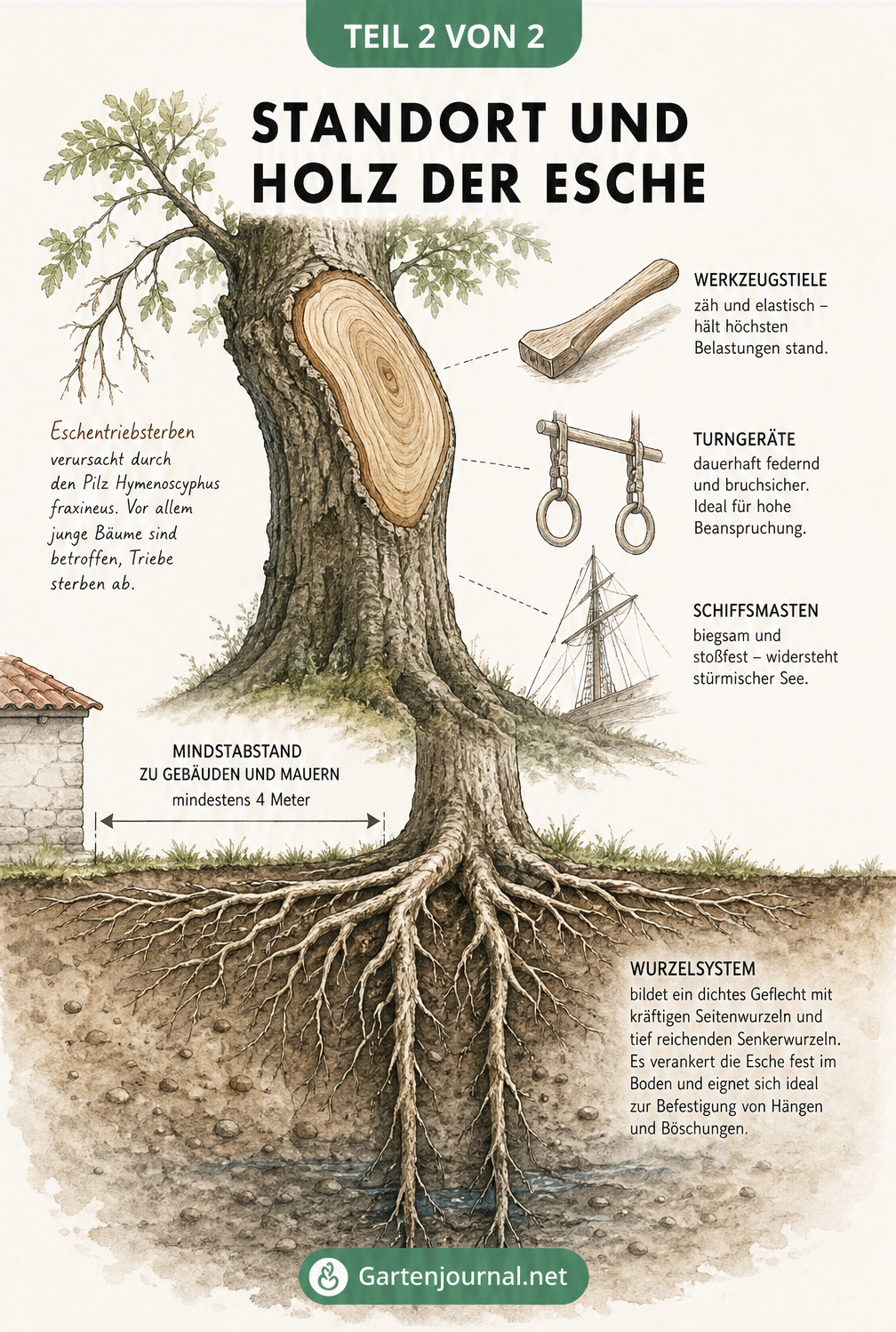 Querschnitt-Illustration der Esche mit Wurzelwerk, Holzmaserung und Holznutzung