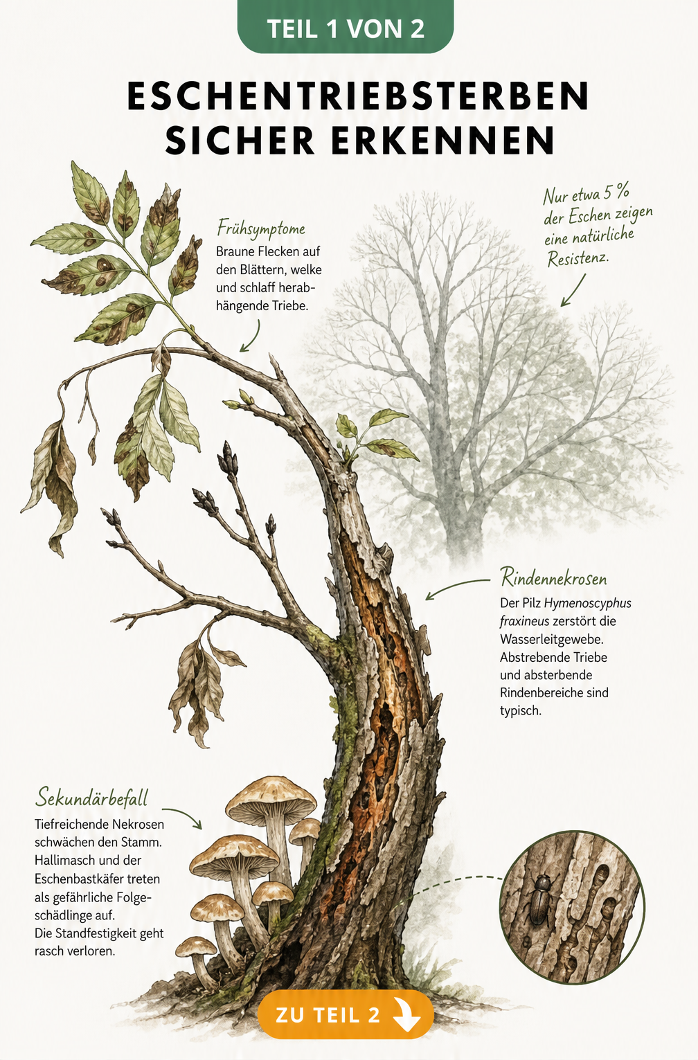 Botanische Illustration eines Eschenastes mit Symptomen des Eschentriebsterbens wie braunen Blattflecken, Rindennekrosen und Hallimasch-Fruchtkörpern am...