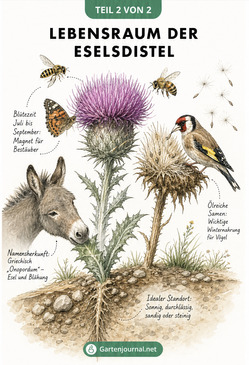 Illustration des Lebensraums der Eselsdistel mit Insekten an der Blüte, einem Distelfink am Fruchtstand und Bodenquerschnitt.