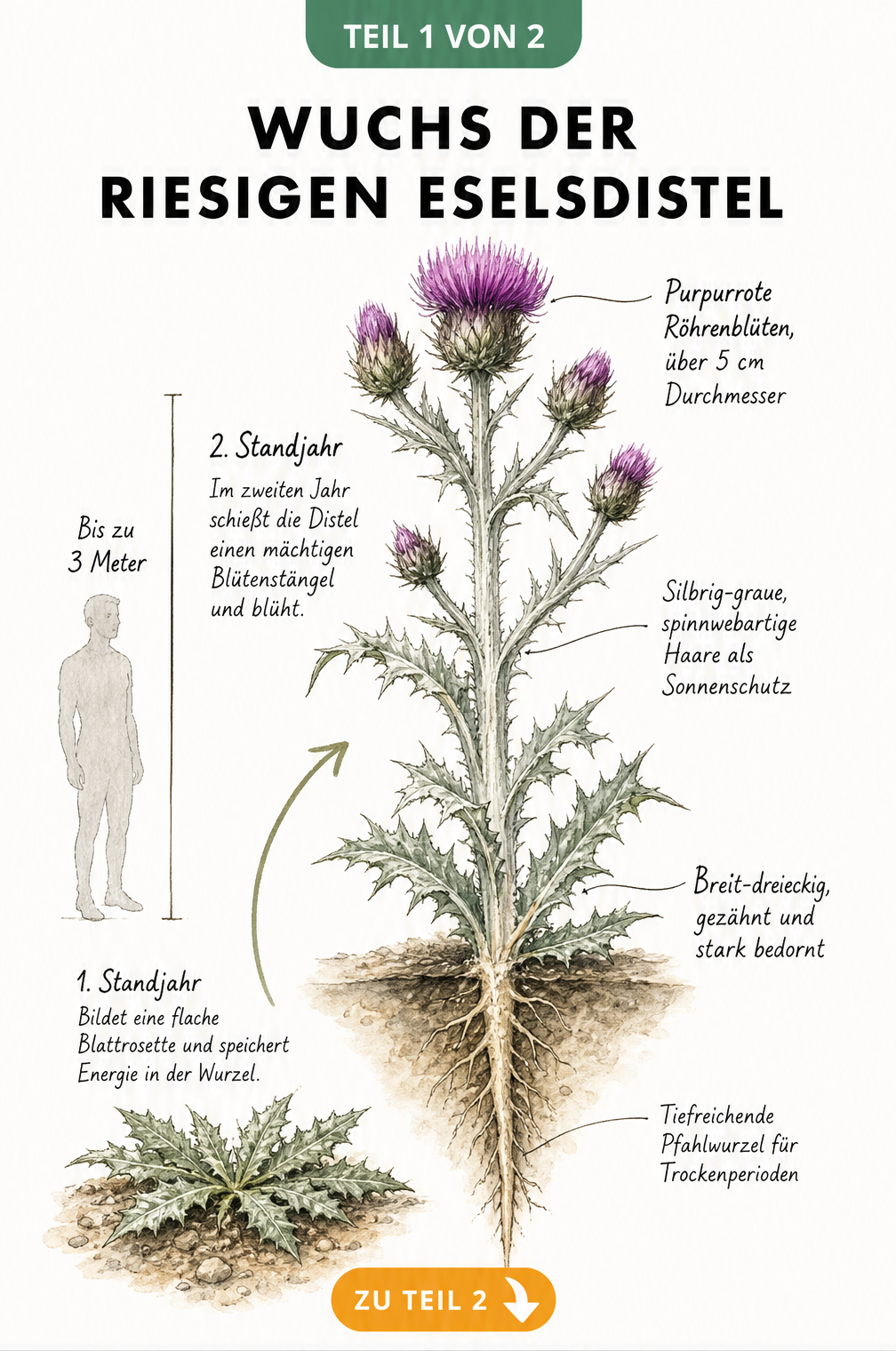 Botanische Illustration der Eselsdistel mit Größenvergleich zu einem Menschen, zeigt Wuchshöhe bis 3 Meter, Blattrosette im ersten Jahr und Blütenaufbau.