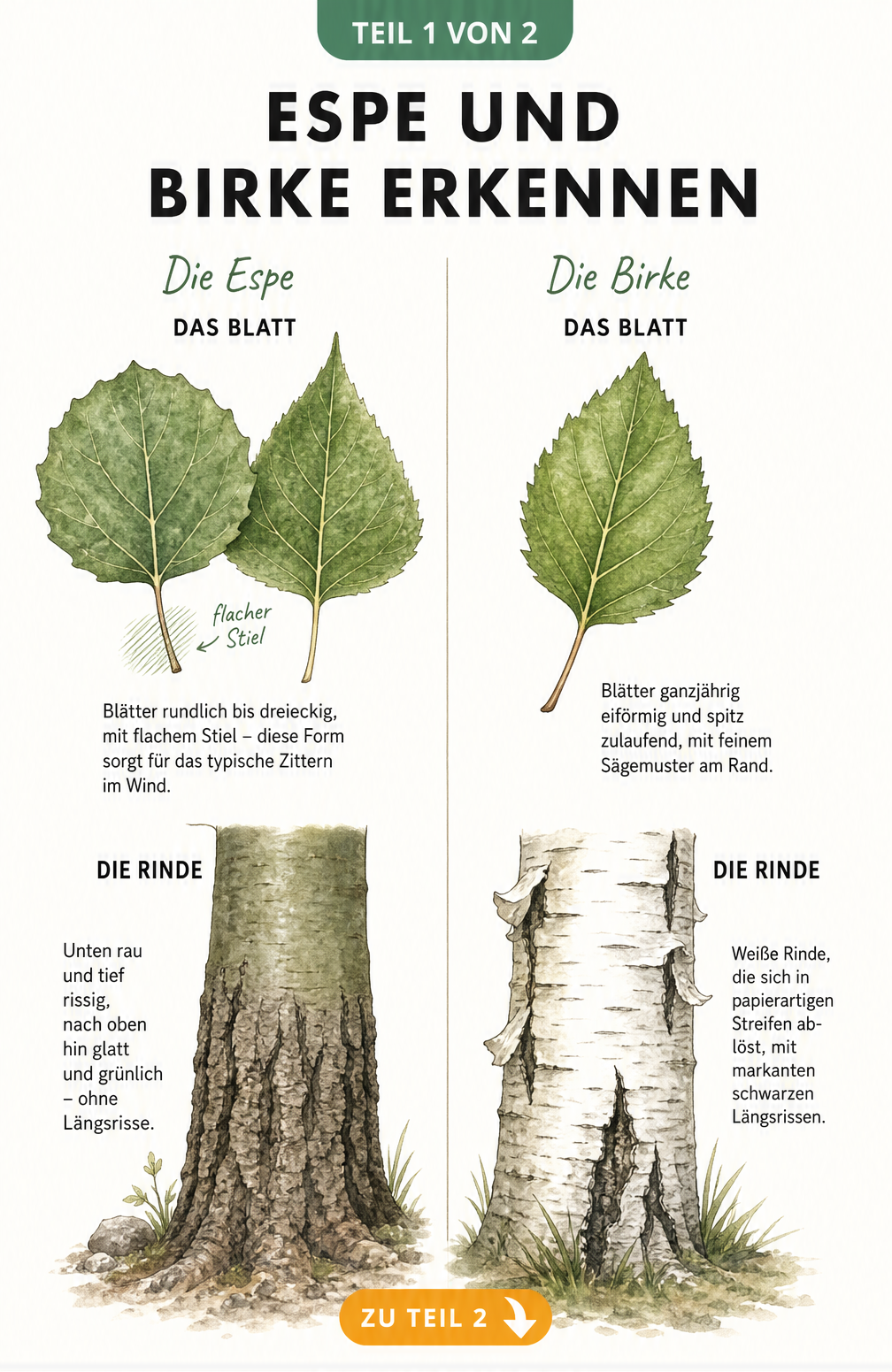 Botanische Illustration der Blätter und Rinde von Espe und Birke im direkten Vergleich