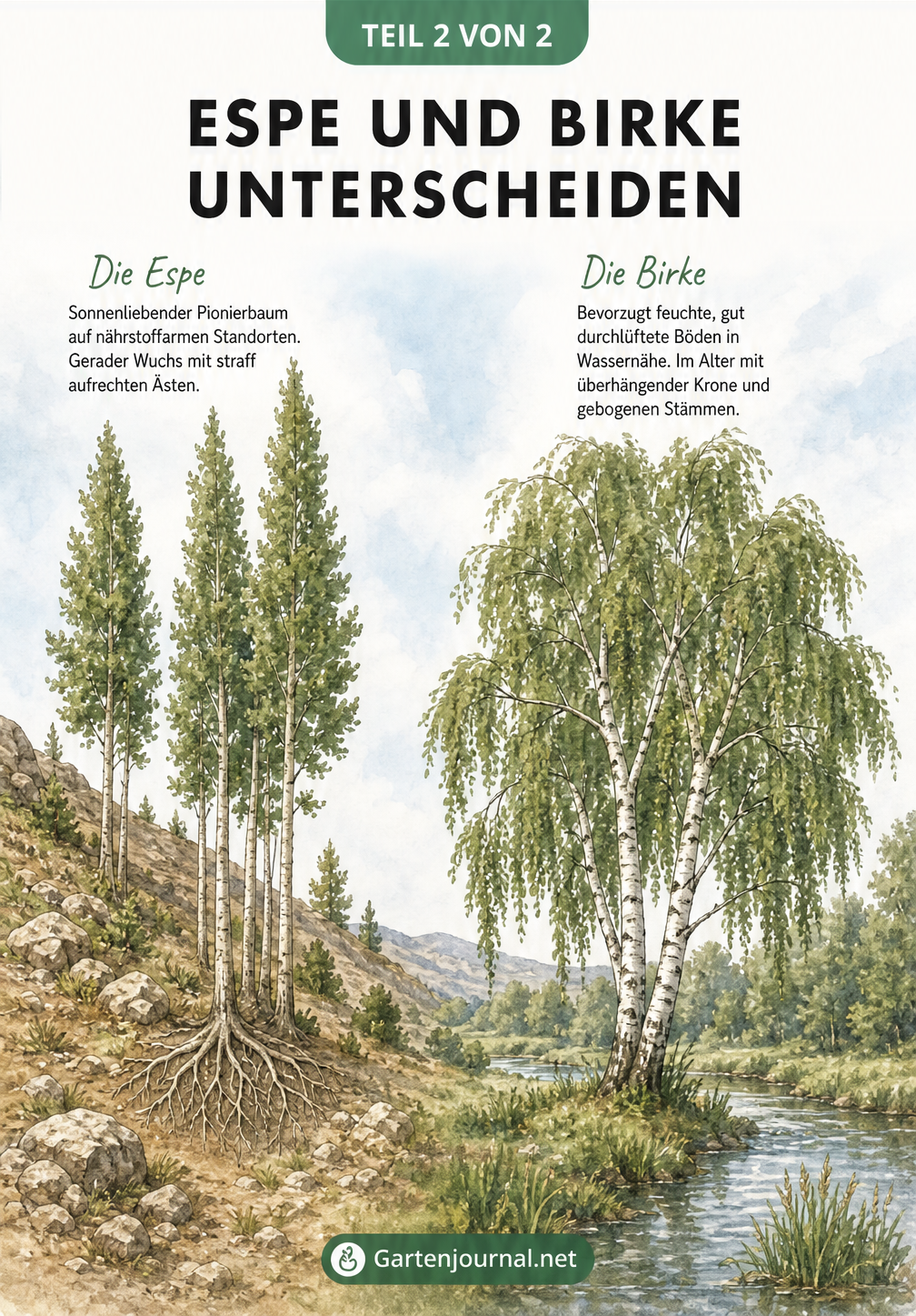 Illustration der Wuchsform und Standorte von Espe und Birke in der Landschaft