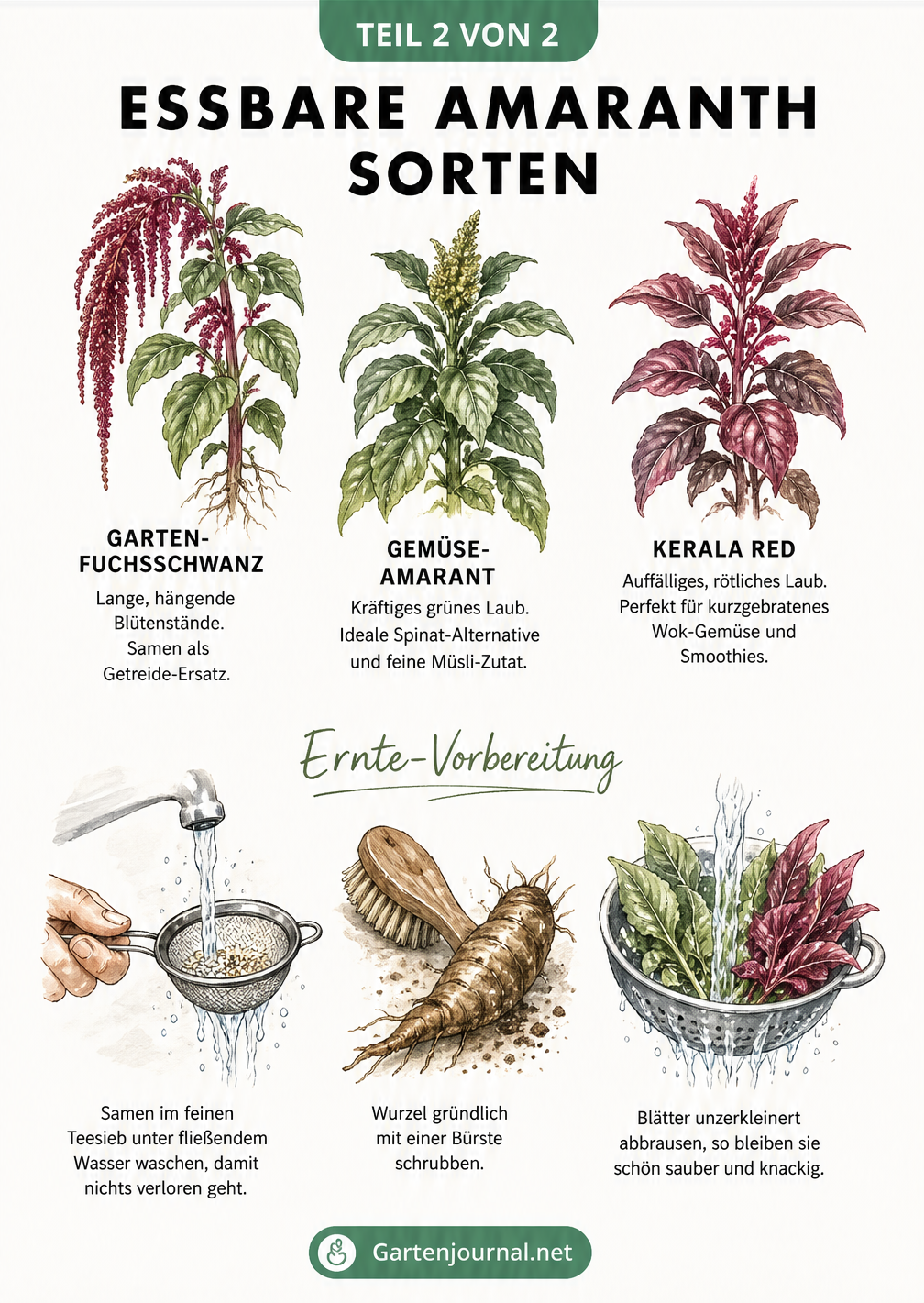 Illustration von drei essbaren Amaranth-Sorten: Garten-Fuchsschwanz, Gemüse-Amarant und Kerala Red, sowie Tipps zum Waschen