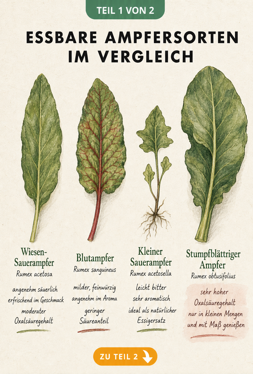 Botanische Illustration von vier essbaren Ampfersorten mit Notizen zu Geschmack und Säuregehalt