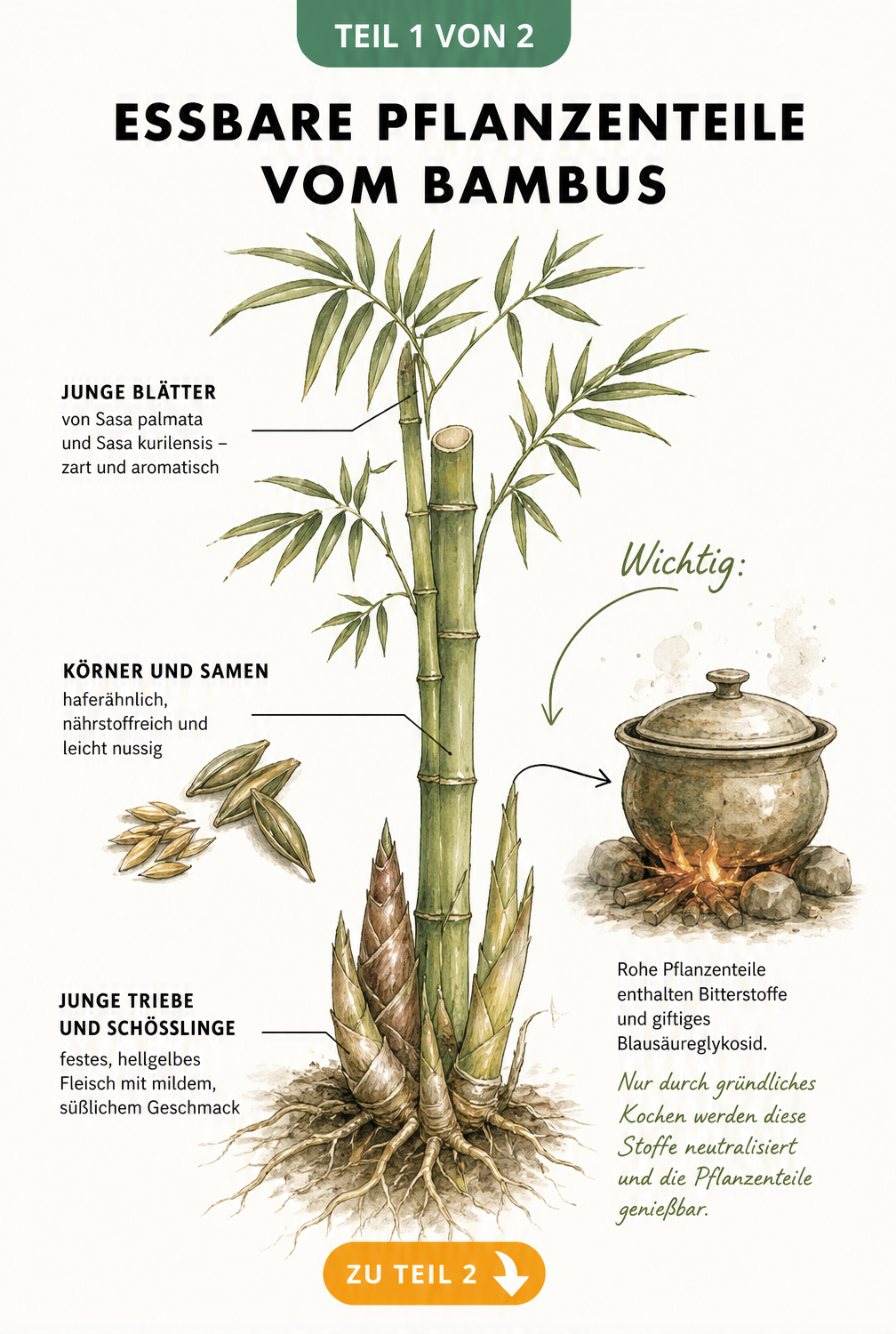 Botanische Illustration eines Bambusrohrs mit Wurzelansatz, Sprossen und Blättern, die essbare Teile und die Notwendigkeit des Kochens zeigt.