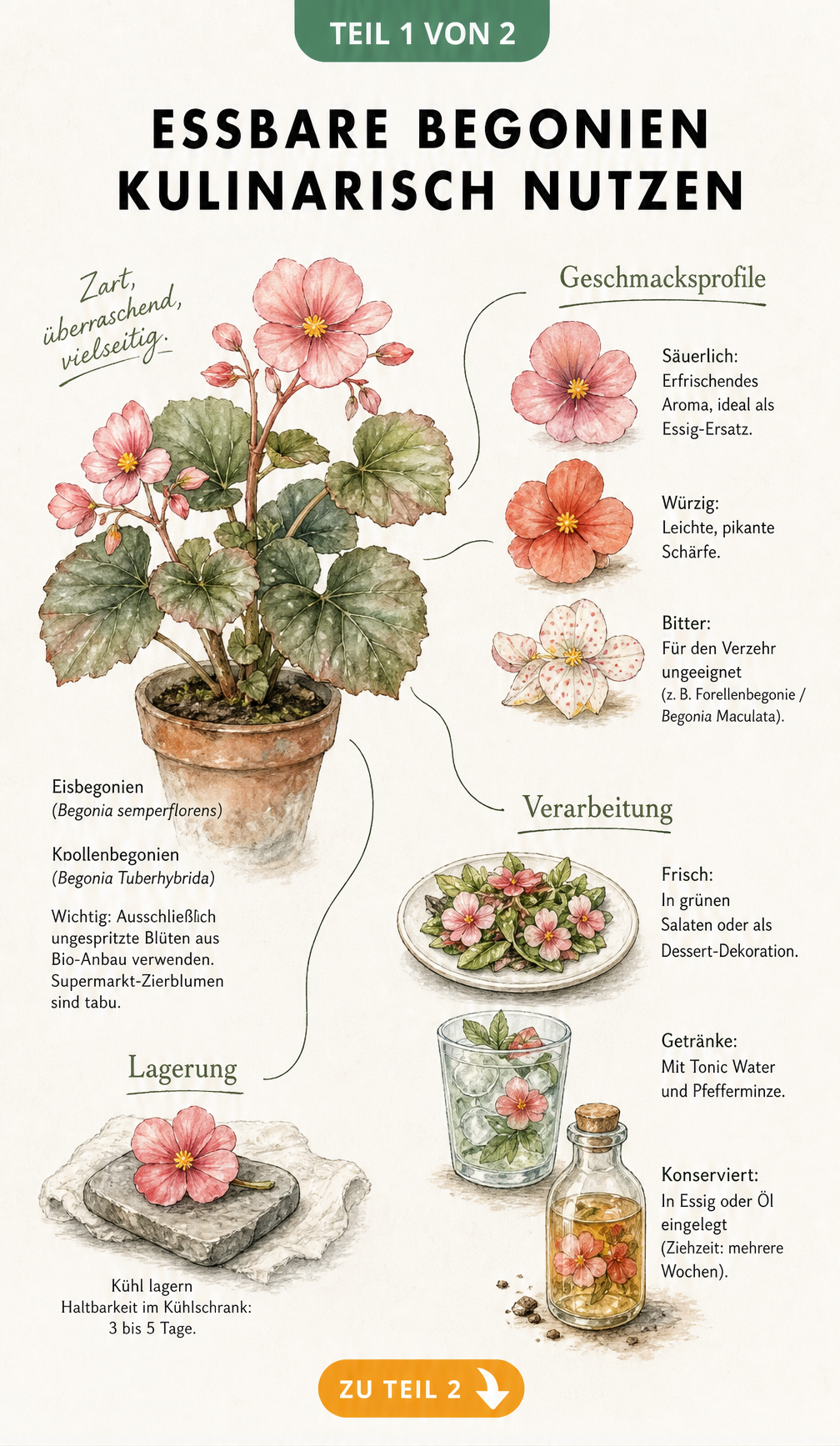 Botanische Illustration einer Begonie mit Hinweisen zu essbaren Sorten wie Eisbegonien und Knollenbegonien sowie deren Geschmack und Verarbeitung.