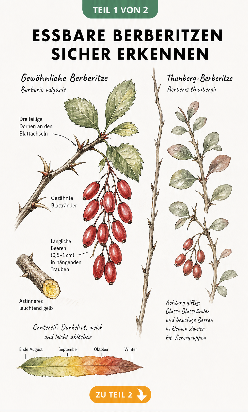 Botanische Illustration der Gewöhnlichen Berberitze und der giftigen Thunberg-Berberitze mit Merkmalen zur sicheren Bestimmung