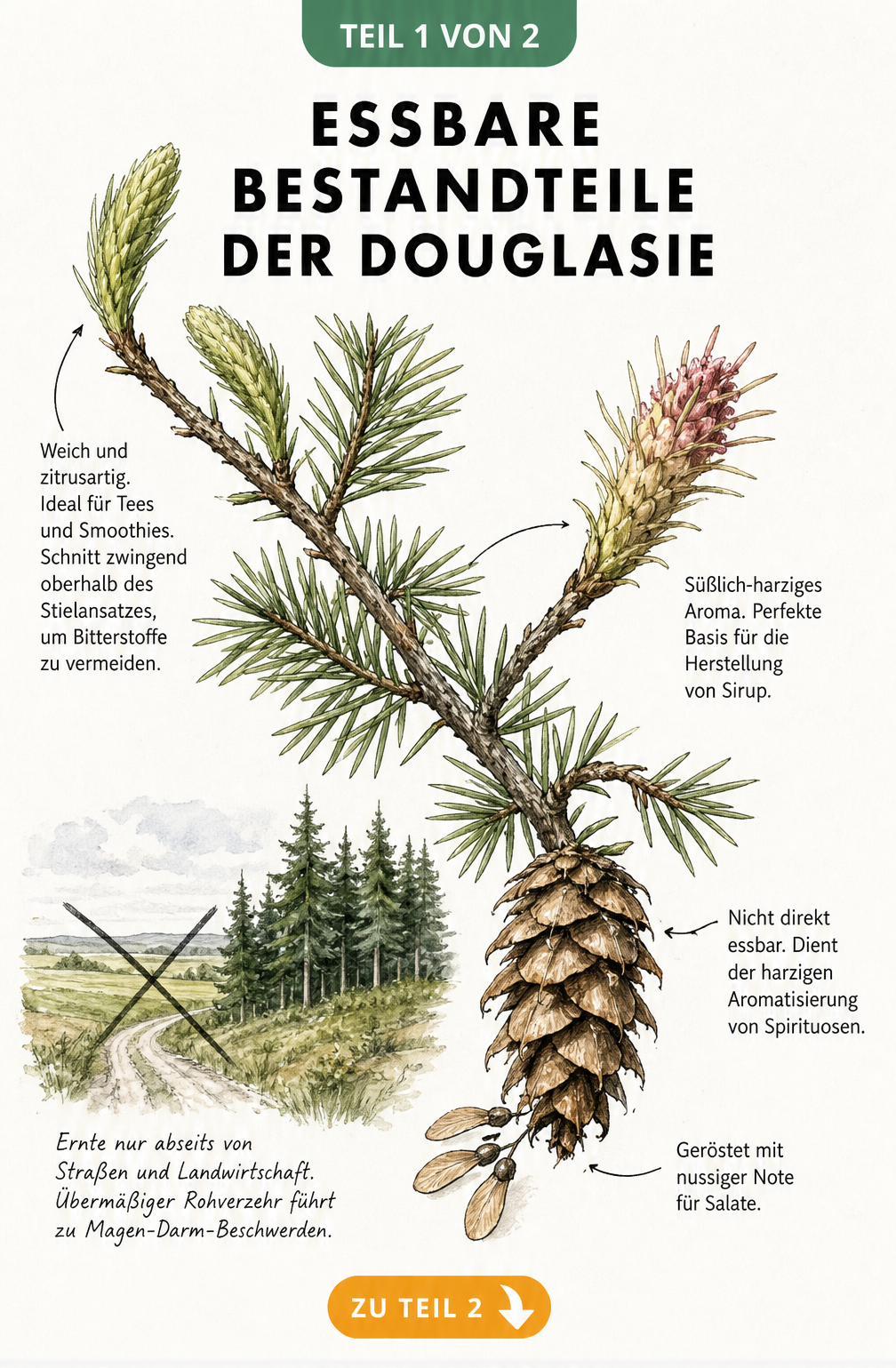 Botanische Illustration eines Douglasienzweigs mit Triebspitzen, Blüte und Zapfen sowie Erklärungen zur Essbarkeit