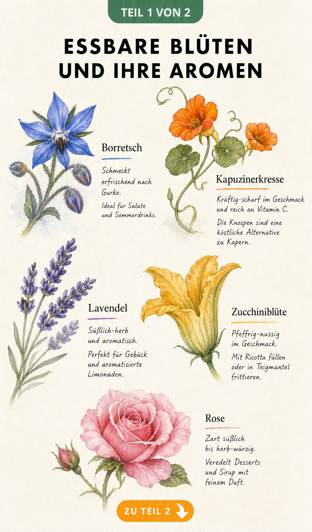 Aquarellierte Illustrationen von essbaren Blüten wie Borretsch, Kapuzinerkresse, Lavendel, Zucchiniblüte und Rose mit Beschreibungen ihrer Aromen.