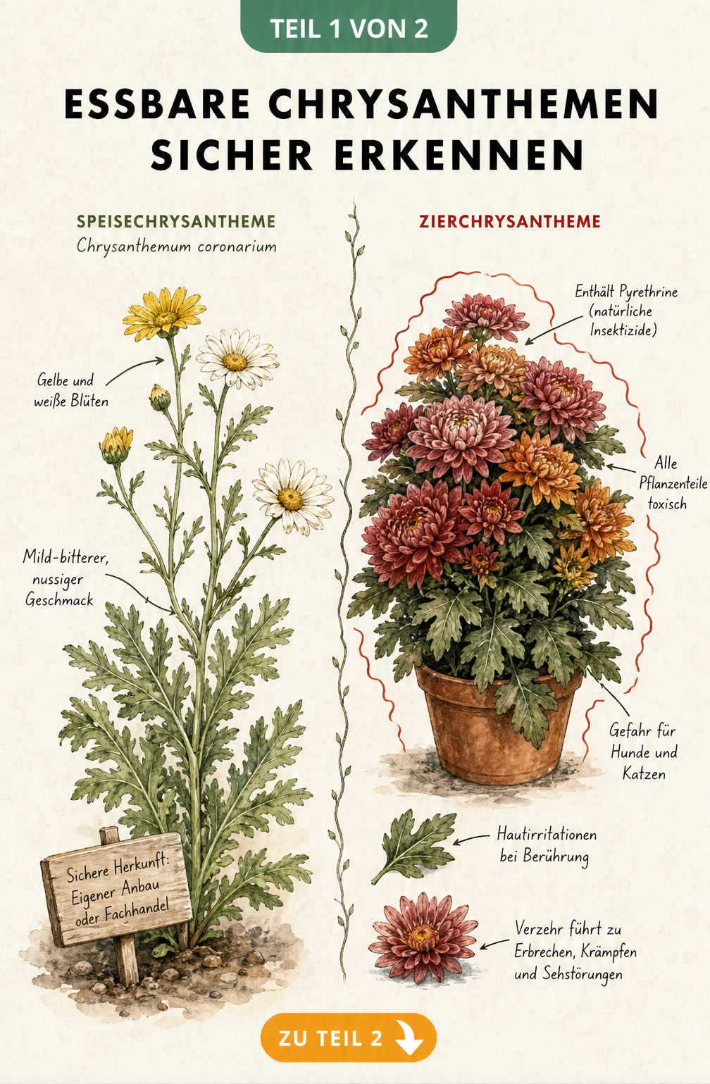 Botanische Gegenüberstellung von essbarer Speisechrysantheme und giftiger Zierchrysantheme