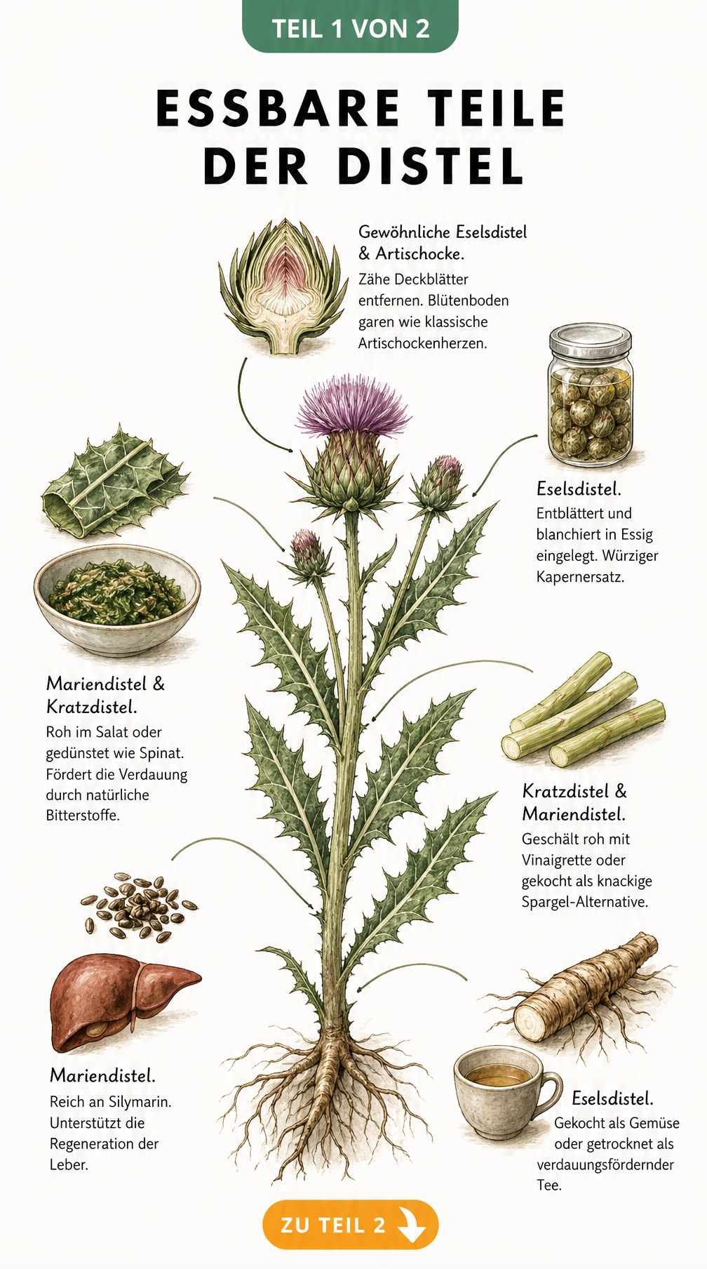Botanische Illustration verschiedener essbarer Distelarten und ihrer nutzbaren Pflanzenteile wie Blütenkopf, Blätter, Stängel, Samen und Wurzeln.