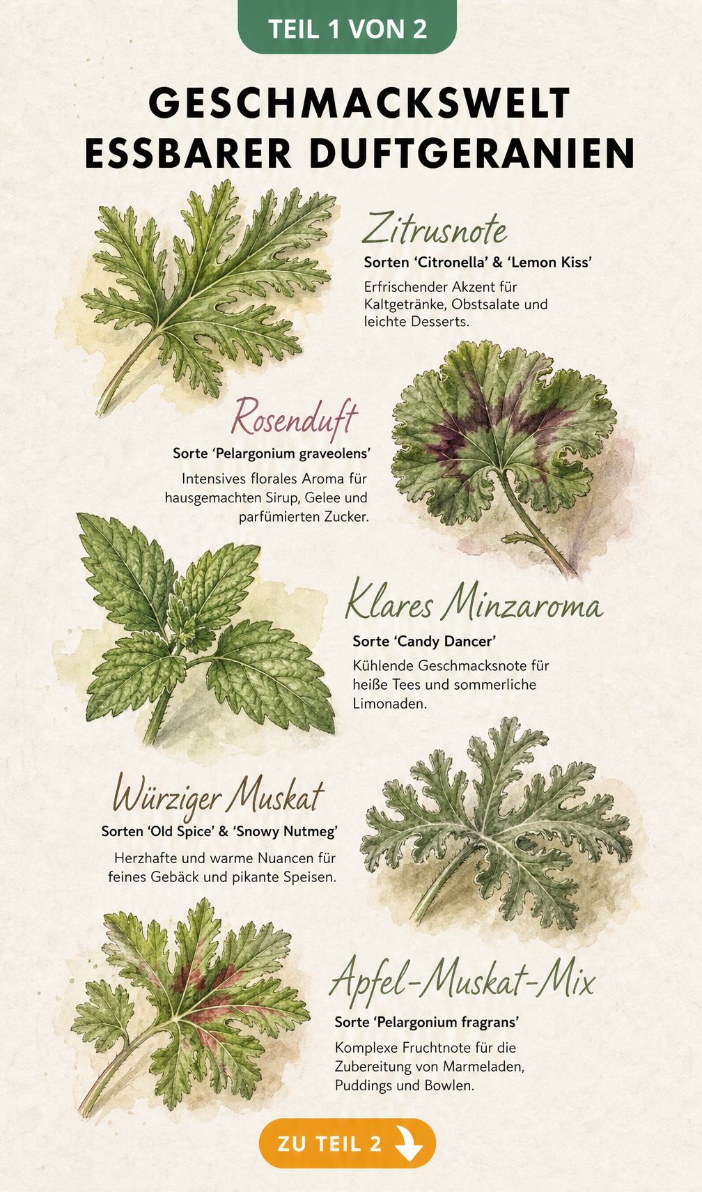 Botanische Illustration von fünf Duftgeranien-Blättern mit ihren Geschmacksrichtungen wie Zitrus, Rose, Minze, Muskat und Apfel-Muskat