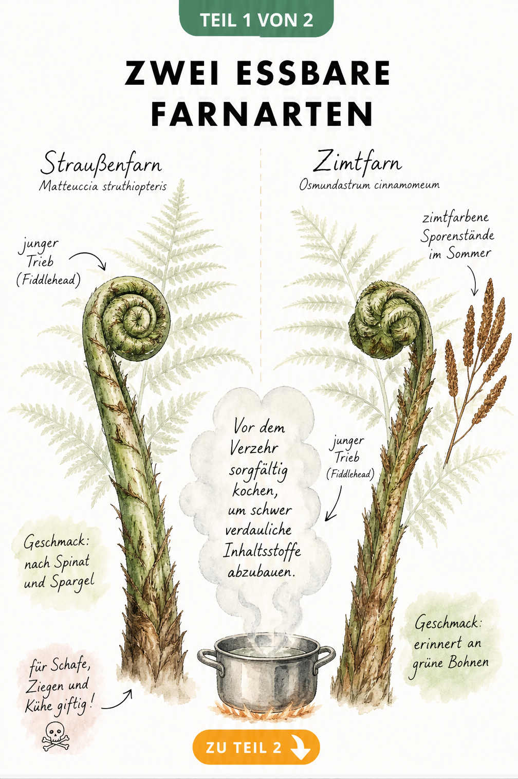 Botanische Illustration von Straußenfarn und Zimtfarn mit eingerollten Trieben und Kochtopf