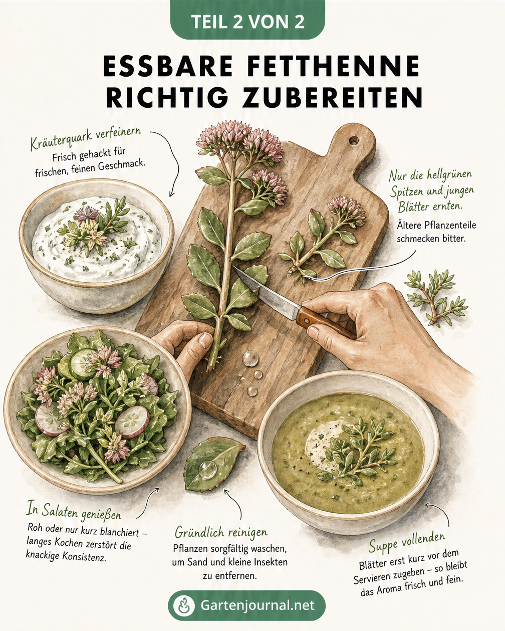 Aquarell-Illustration einer Küchenszene mit Purpur-Fetthenne, Kräuterquark, Salat und Suppe